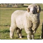 Merino Wool