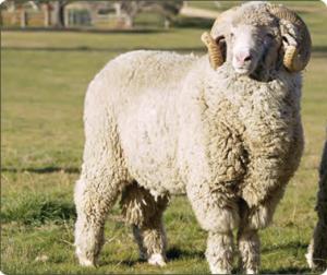 Merino Wool
